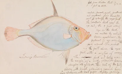 Silberdorsch, Cyttus australis
